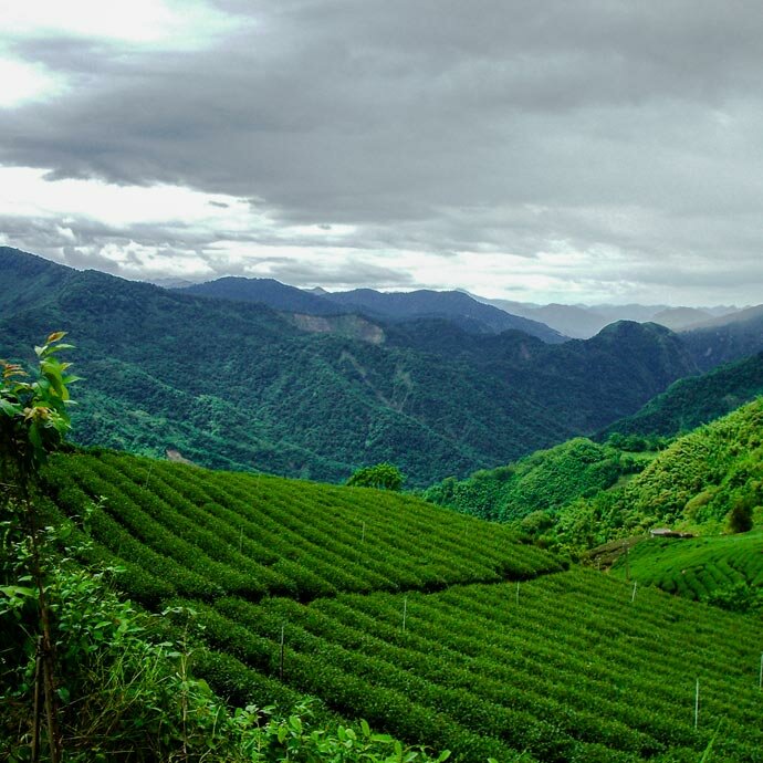 mesepices-thes-infusions-origine-taiwan